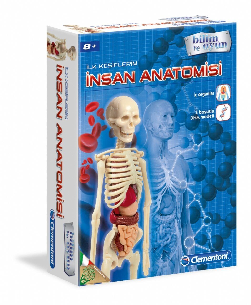 CLEMENTONİ İNSAN ANOTOMİSİ