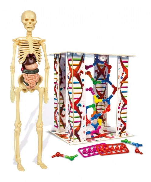 CLEMENTONİ İNSAN ANOTOMİSİ