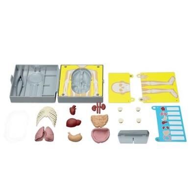4M DENEY İNSAN GÖVDE ANATOMİSİ