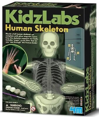 4M DENEY PARLAYAN İSKELET