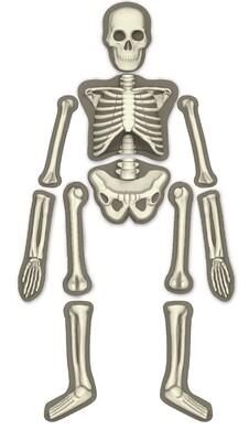 4M DENEY PARLAYAN İSKELET