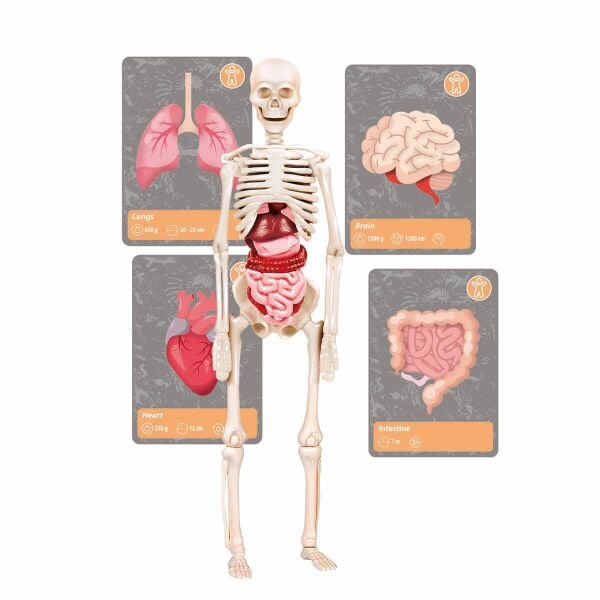 CLEMENTONİ DÜNYADAKİ YAŞAMIN TARİHİ