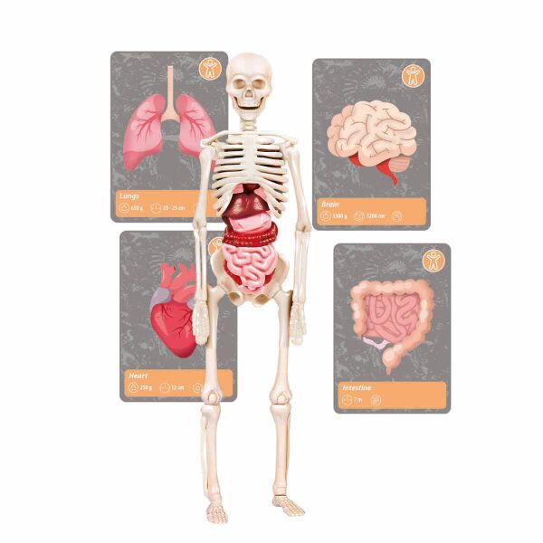 CLEMENTONİ DÜNYADAKİ YAŞAMIN TARİHİ