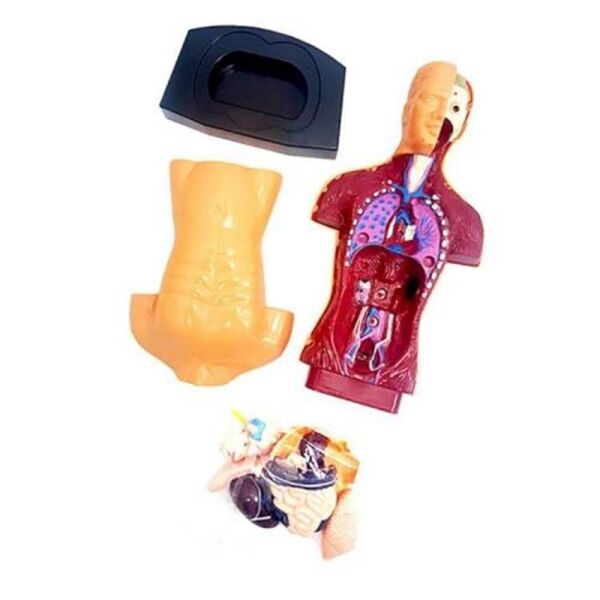 KUTULU İNSAN VUCUDU